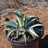 Agave mediopicta alba – White Striped Century Plant