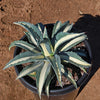 Agave mediopicta alba – White Striped Century Plant