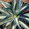 Agave mediopicta alba – White Striped Century Plant