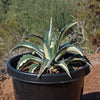 Agave mediopicta alba – White Striped Century Plant