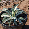 Agave mediopicta alba – White Striped Century Plant