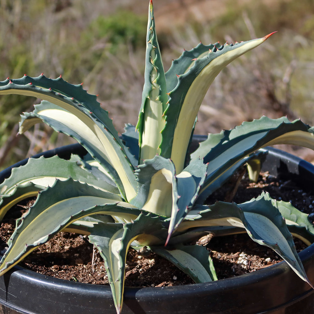 Agave mediopicta alba – White Striped Century Plant