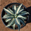 Agave mediopicta alba – White Striped Century Plant