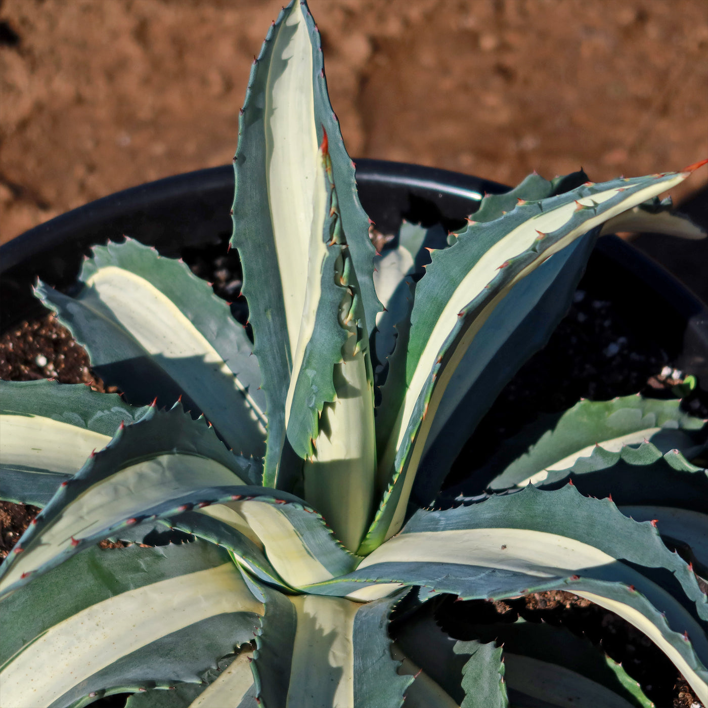 White Stripe Century Plant - Agave Americana 'Mediopicta Alba'