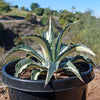 Agave mediopicta alba – White Striped Century Plant