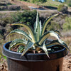 Agave mediopicta alba – White Striped Century Plant