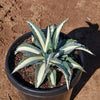 Agave mediopicta alba – White Striped Century Plant