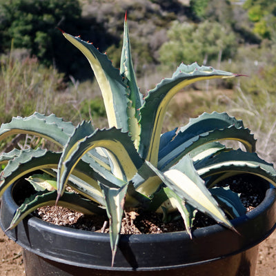 Agave mediopicta alba – White Striped Century Plant