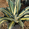 Agave mediopicta alba – White Striped Century Plant