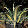 Agave mediopicta alba – White Striped Century Plant