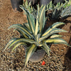 Agave mediopicta alba – White Striped Century Plant