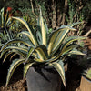 Agave mediopicta alba – White Striped Century Plant