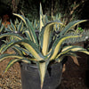 Agave mediopicta alba – White Striped Century Plant