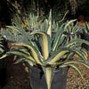 Agave mediopicta alba – White Striped Century Plant