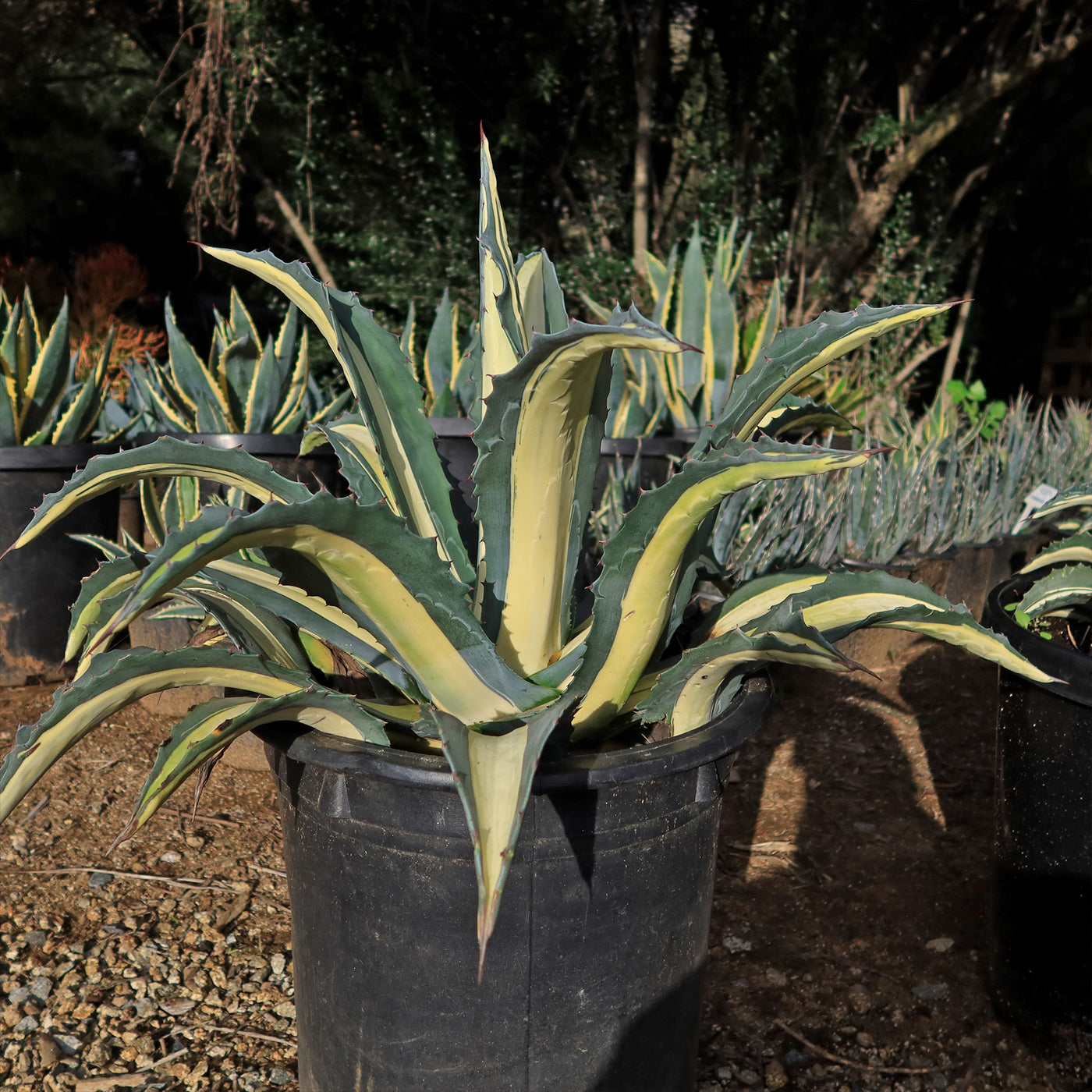 White Stripe Century Plant - Agave Americana 'Mediopicta Alba'