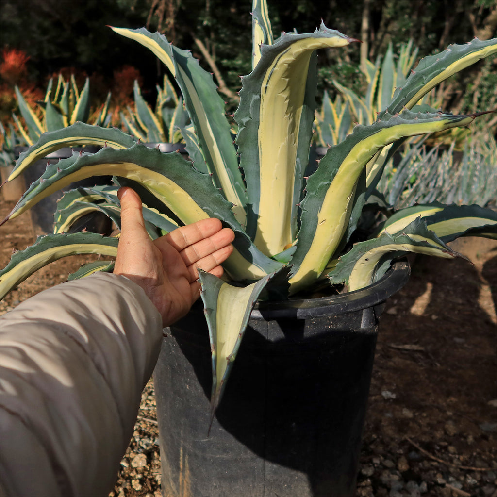 Agave mediopicta alba – White Striped Century Plant