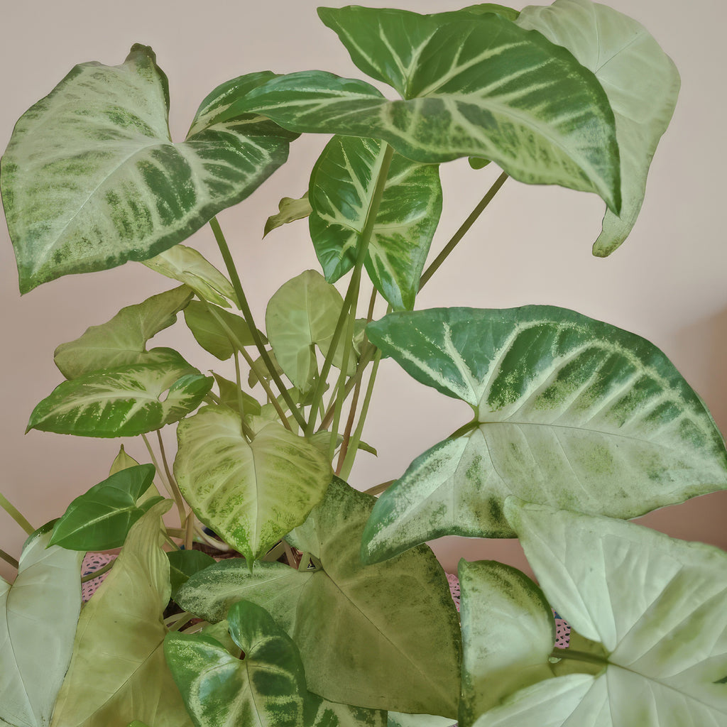 White Butterfly Plant – Syngonium ‘White Butterfly’
