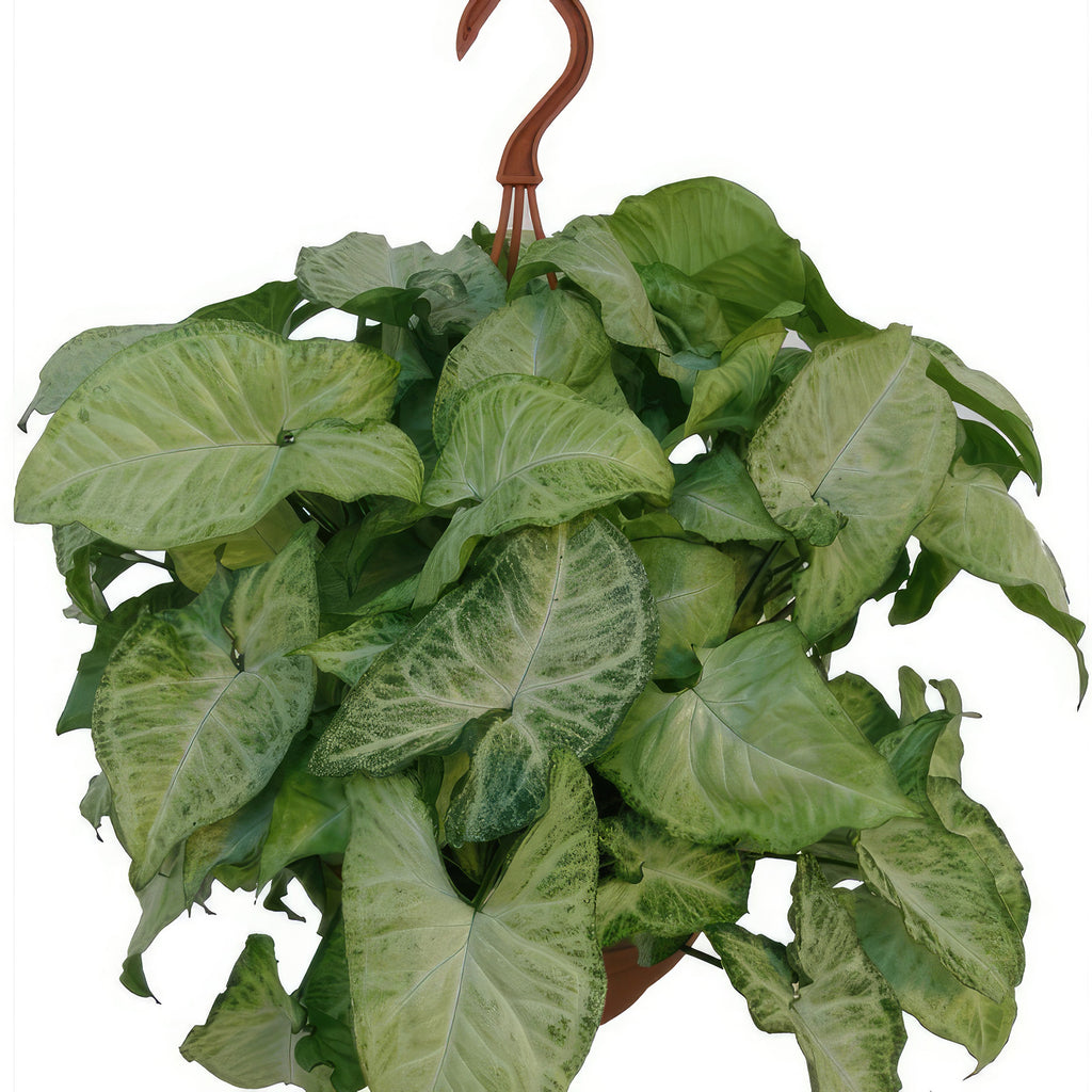 White Butterfly Plant – Syngonium ‘White Butterfly’