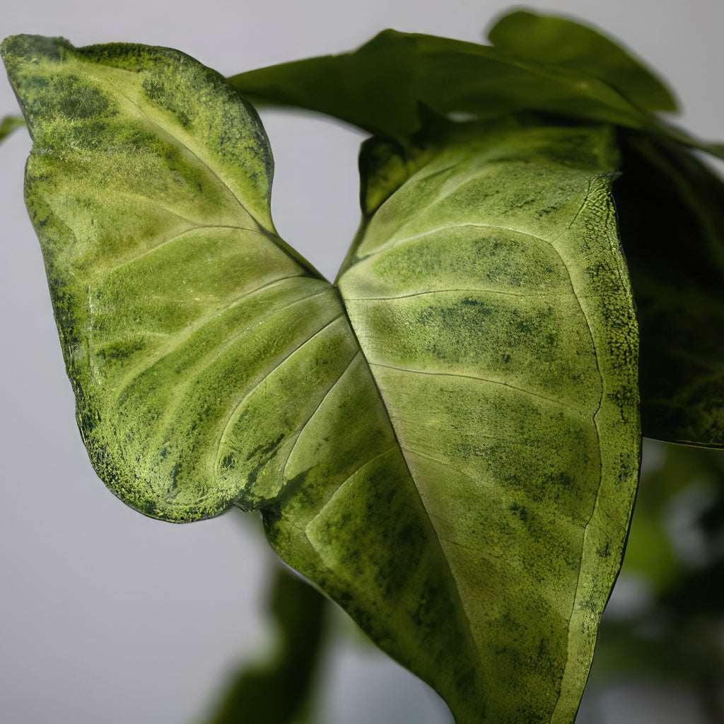 White Butterfly Plant – Syngonium ‘White Butterfly’