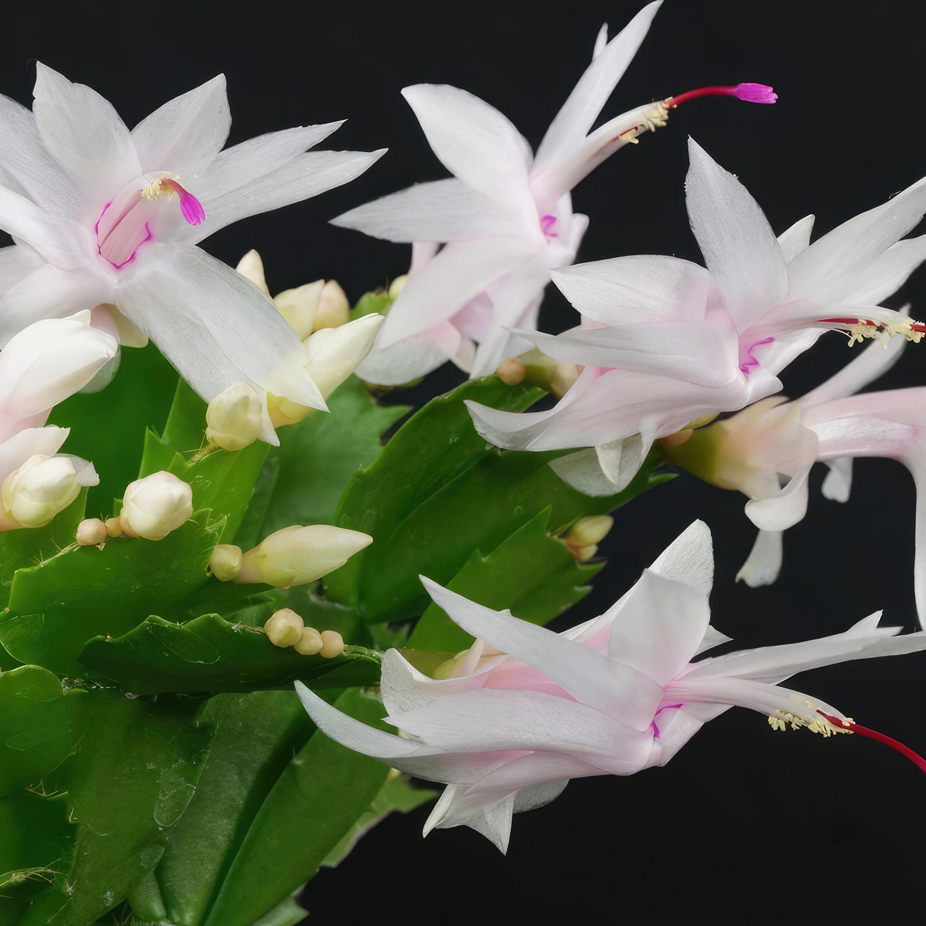 Christmas Cactus 'Island Pearl' – Schlumbergera Truncata Starter Plant Well Rooted