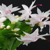 Thanksgiving Cactus - Schlumbergera truncata
