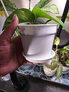 Cactus or Succulent Plastic Nursery Pot with Drainage and Saucers