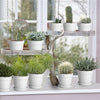 Cactus or Succulent Plastic Nursery Pot with Drainage and Saucers