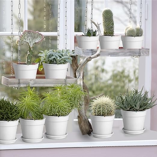 indoor cactus plant pots Cactus or Succulent Plastic Nursery Pot with Drainage and Saucers 4" Pot / White