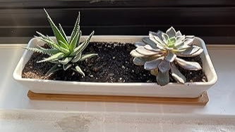 Sleek White Ceramic Succulent Planter:Rectangular Pot with Bamboo Saucer
