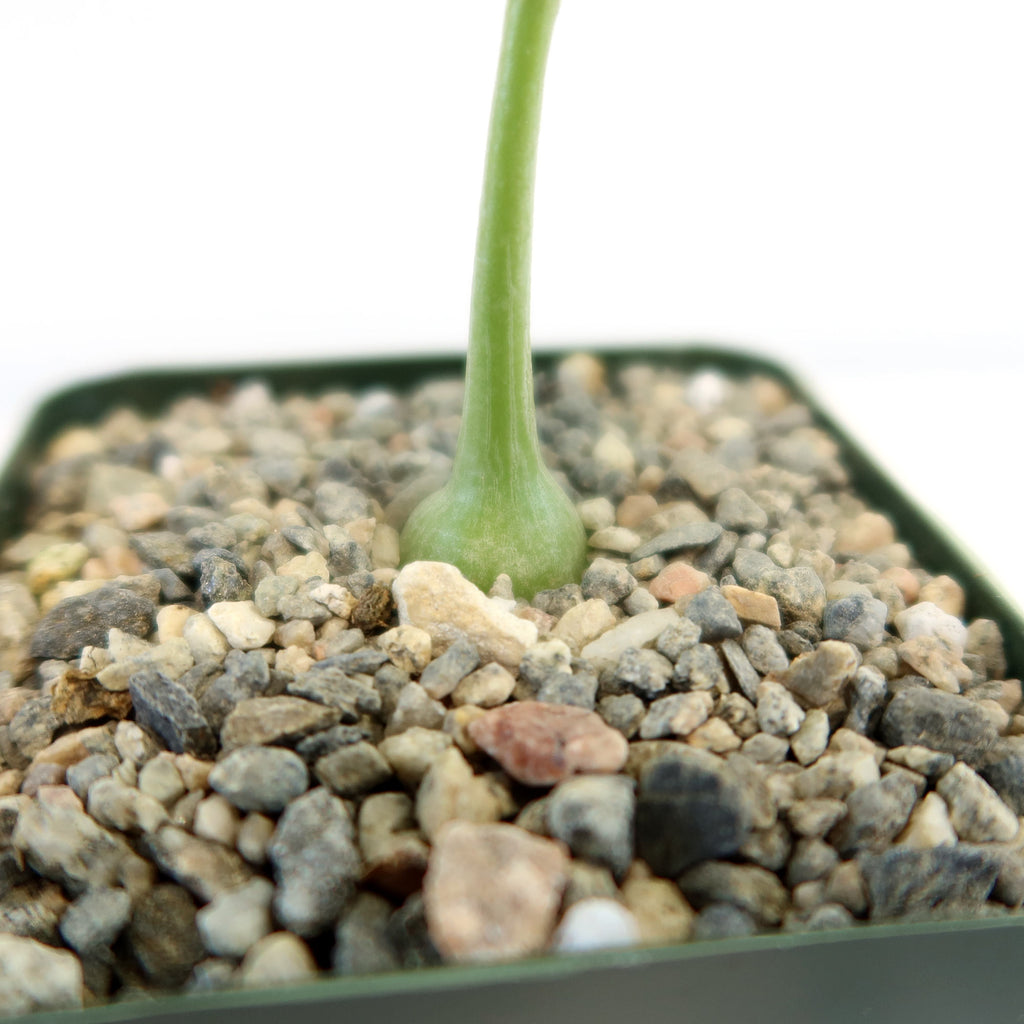 Xerosicyos pubescens