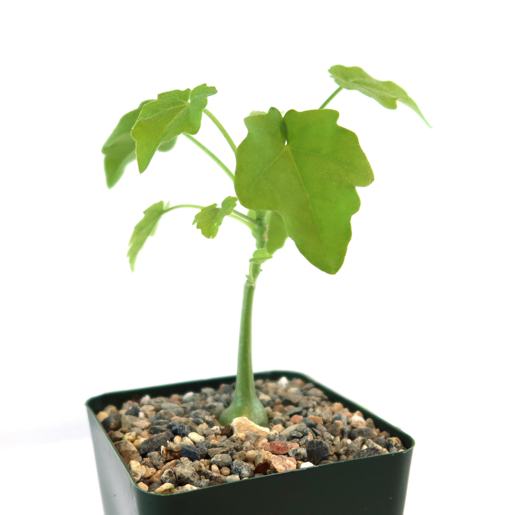 Xerosicyos pubescens