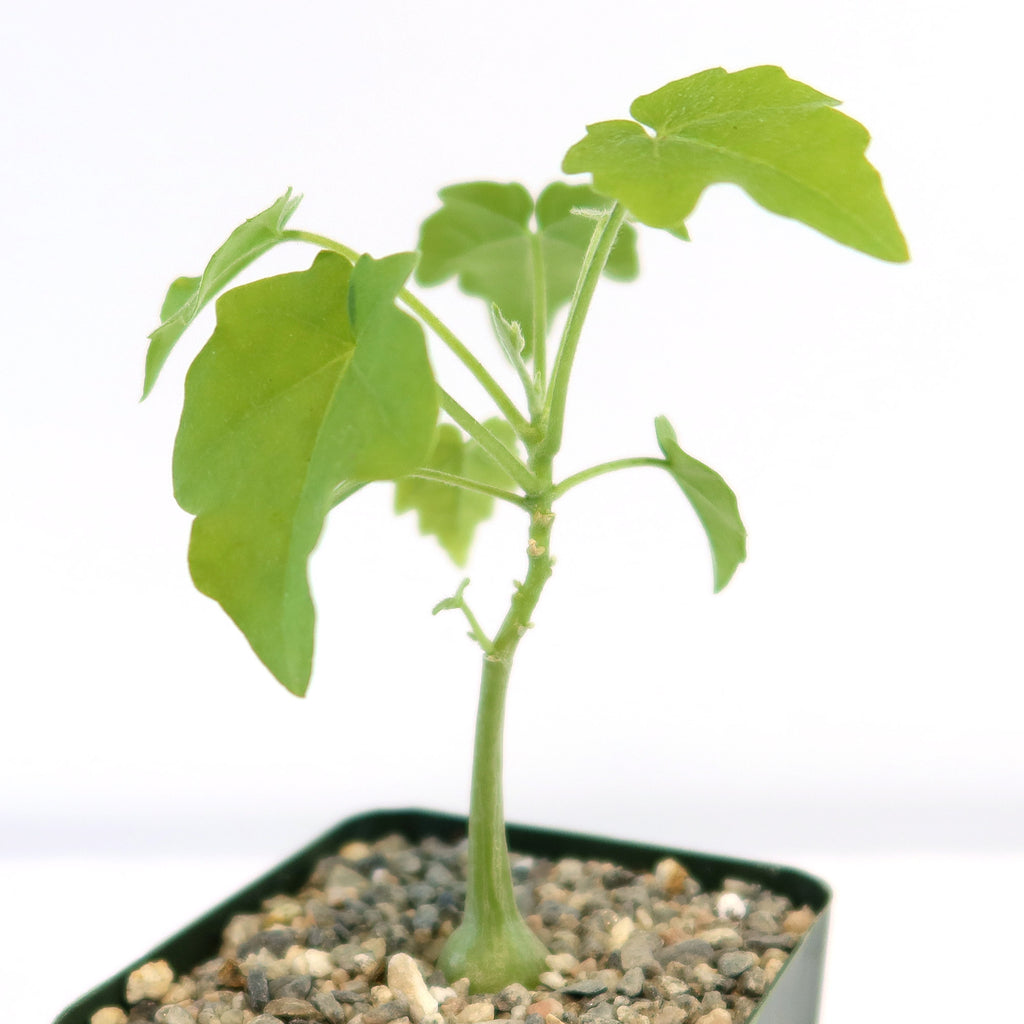 Xerosicyos pubescens