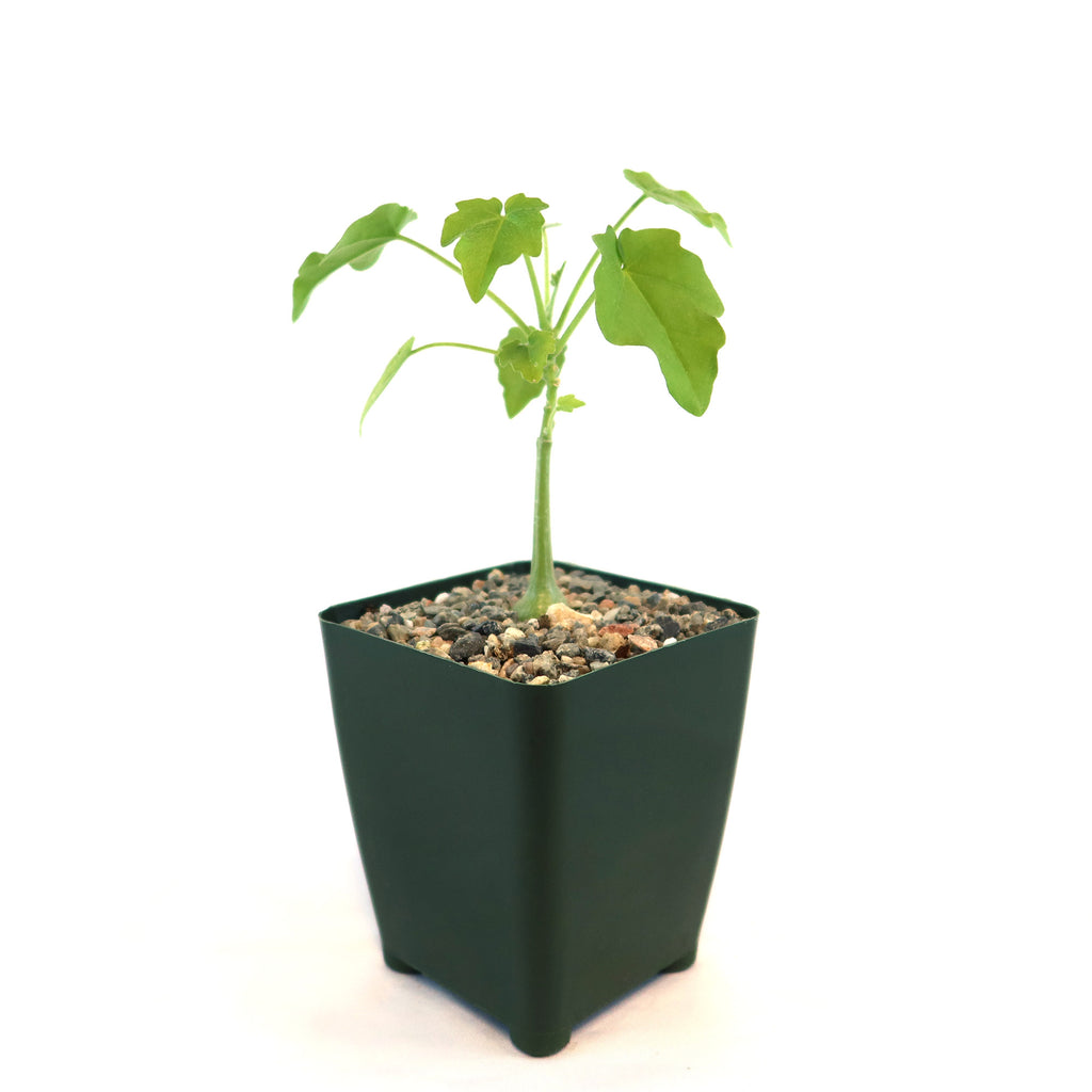 Xerosicyos pubescens