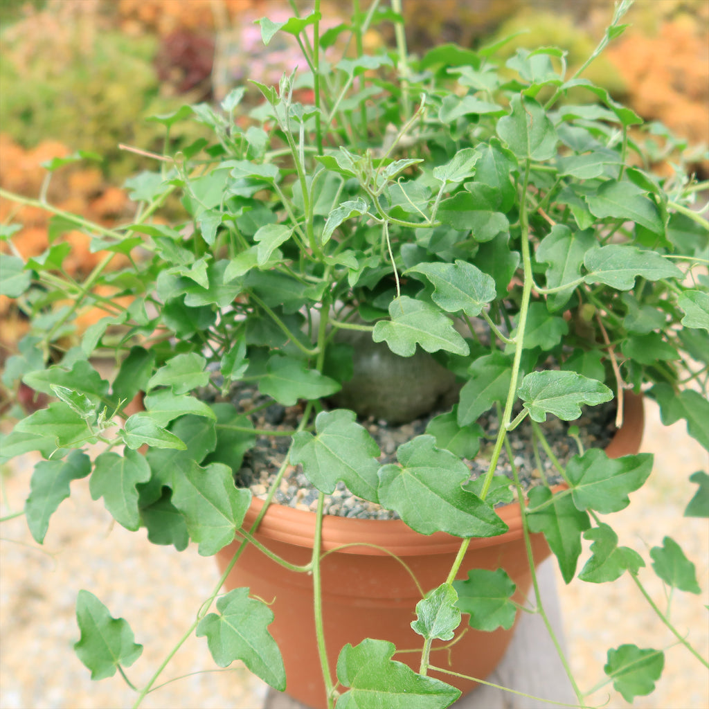 Xerosicyos pubescens