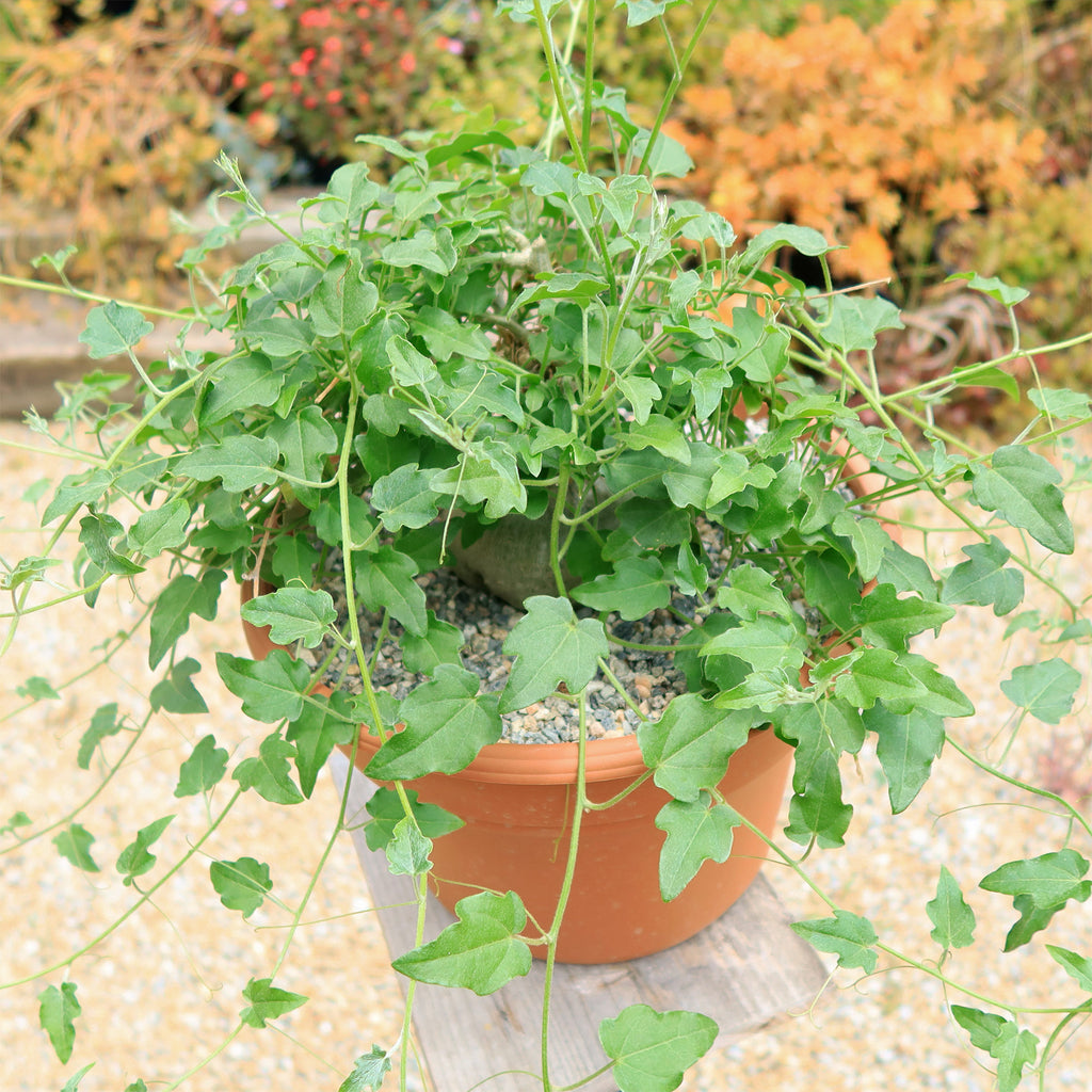 Xerosicyos pubescens