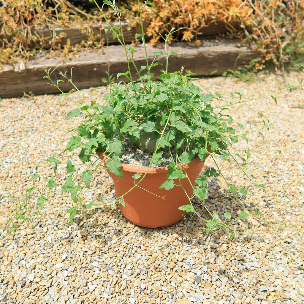 Xerosicyos pubescens