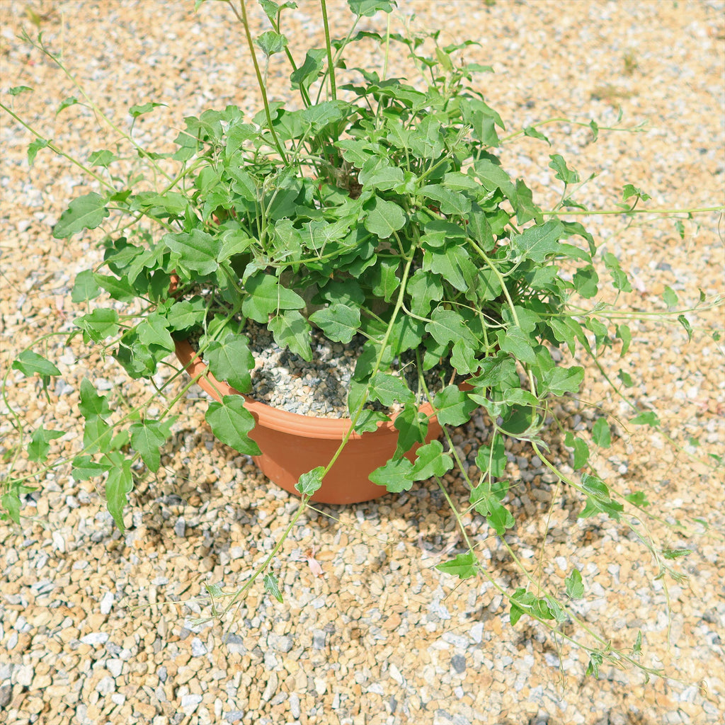 Xerosicyos pubescens