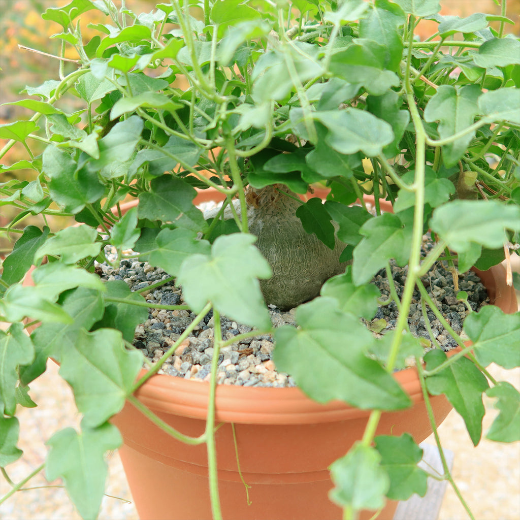 Xerosicyos pubescens