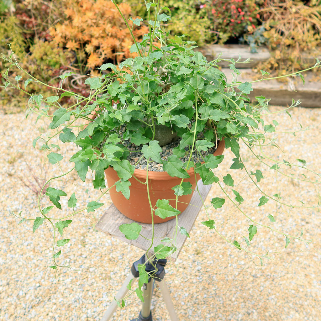 Xerosicyos pubescens