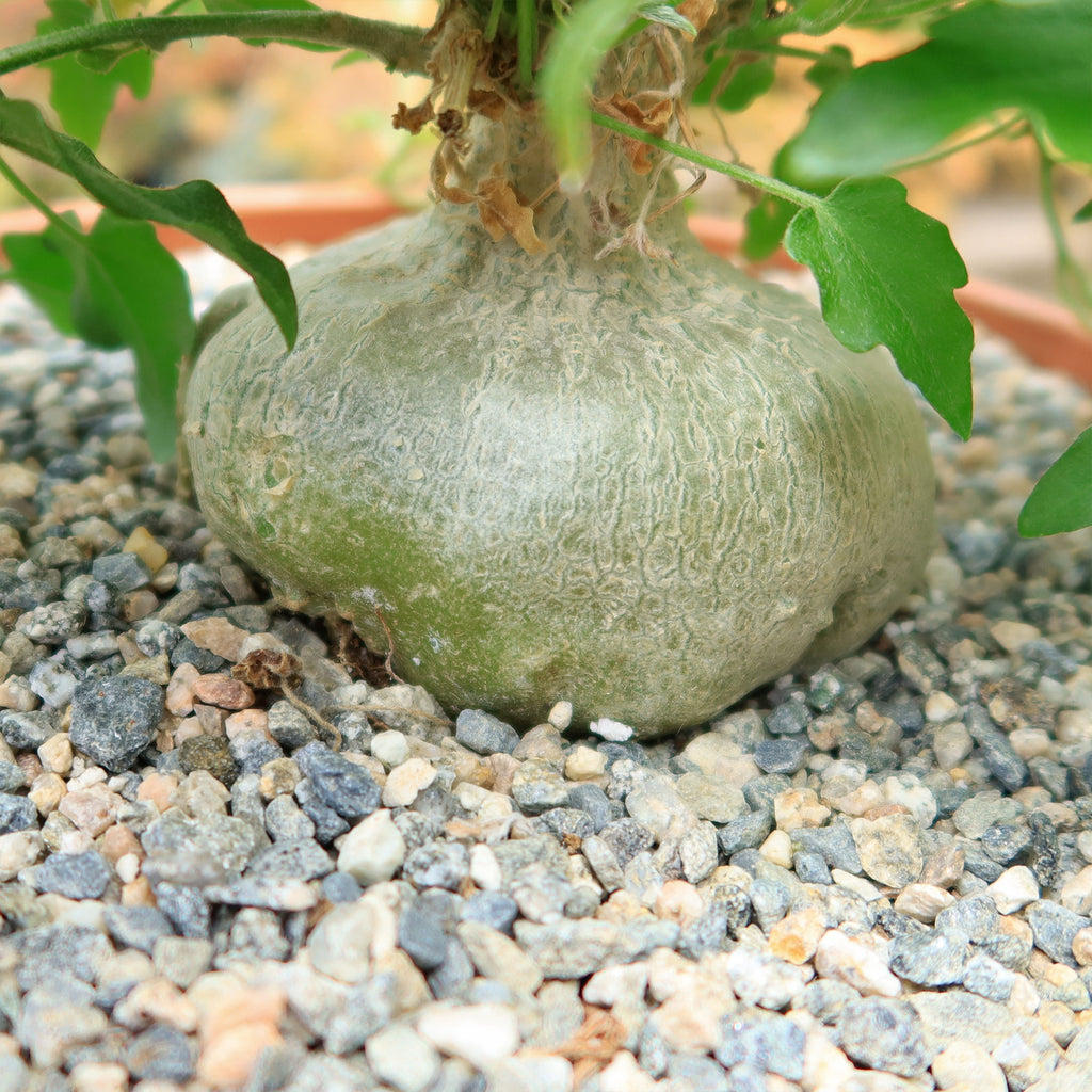 Xerosicyos pubescens