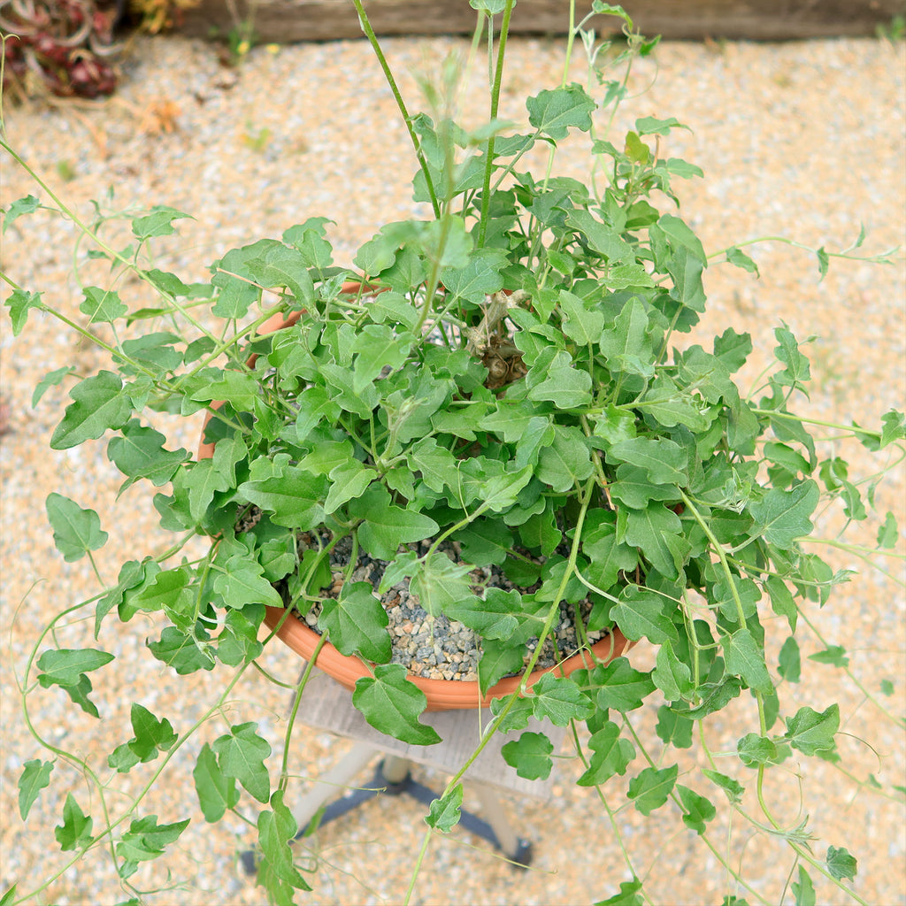 Xerosicyos pubescens