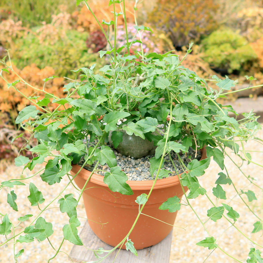 Xerosicyos pubescens