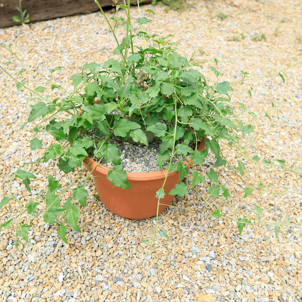 Xerosicyos pubescens