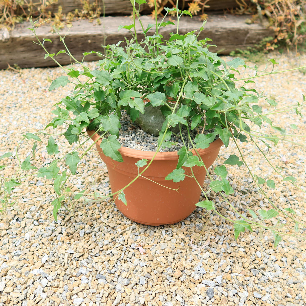 Xerosicyos pubescens