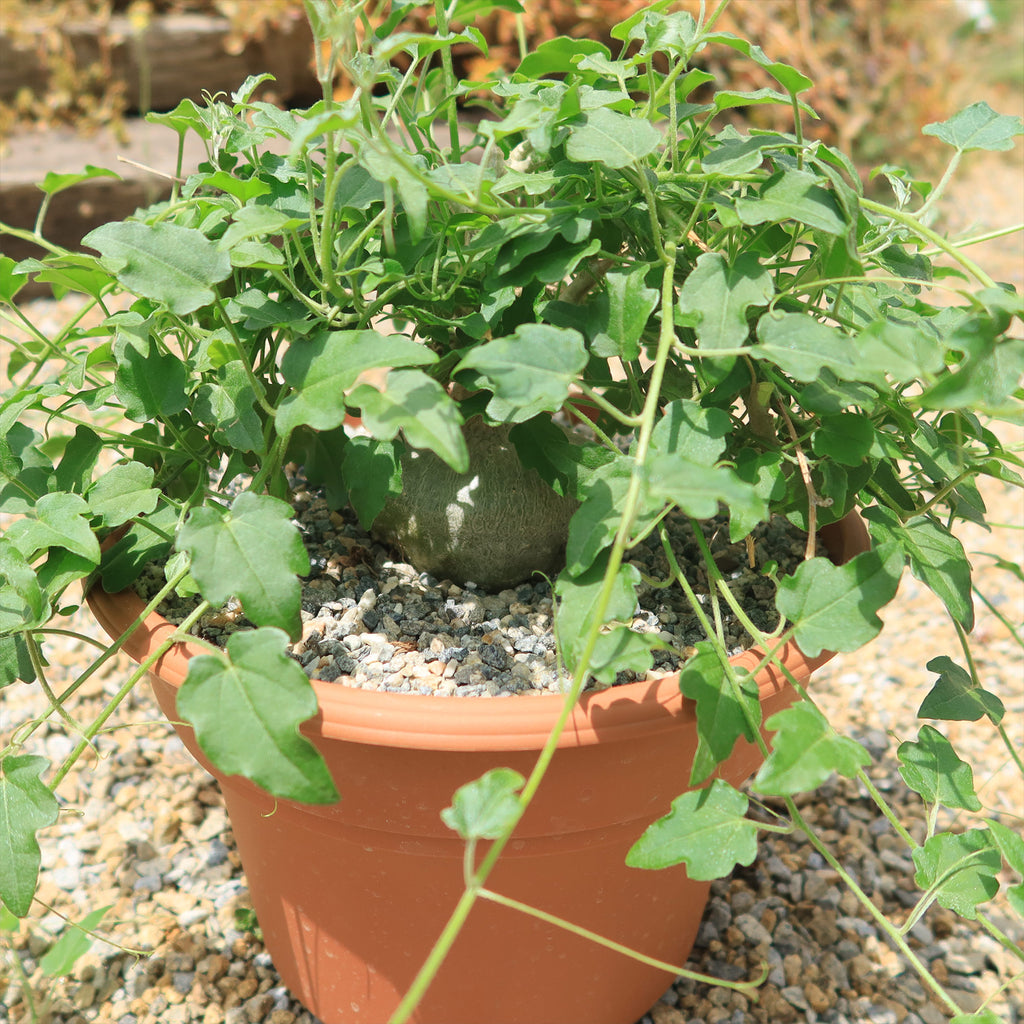 Xerosicyos pubescens