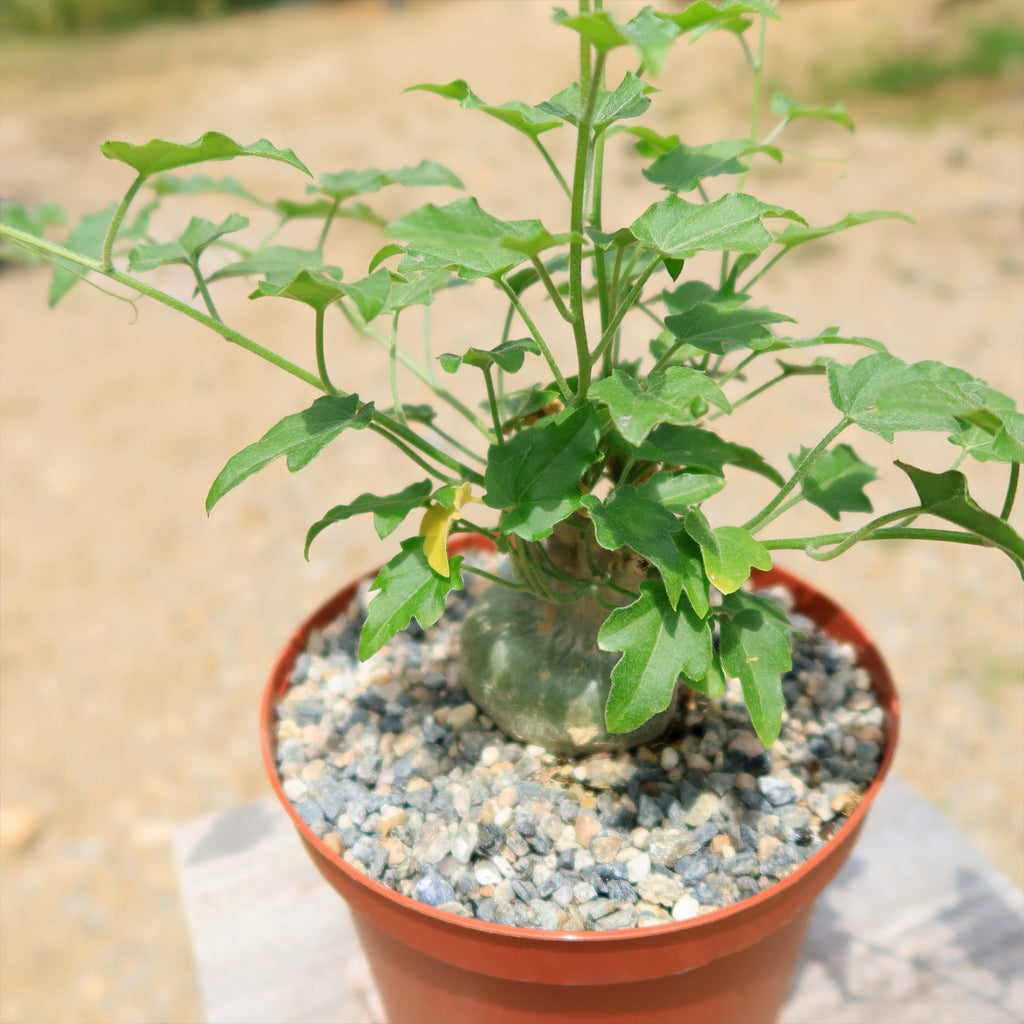 Xerosicyos pubescens