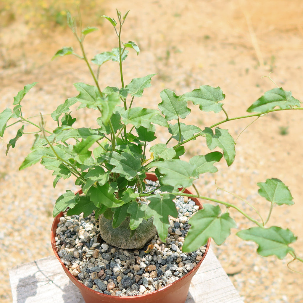 Xerosicyos pubescens