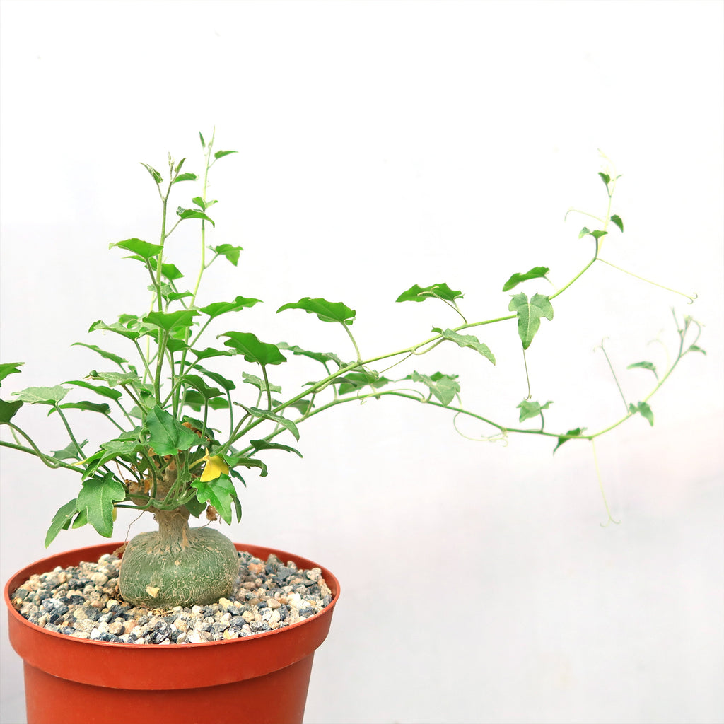 Xerosicyos pubescens