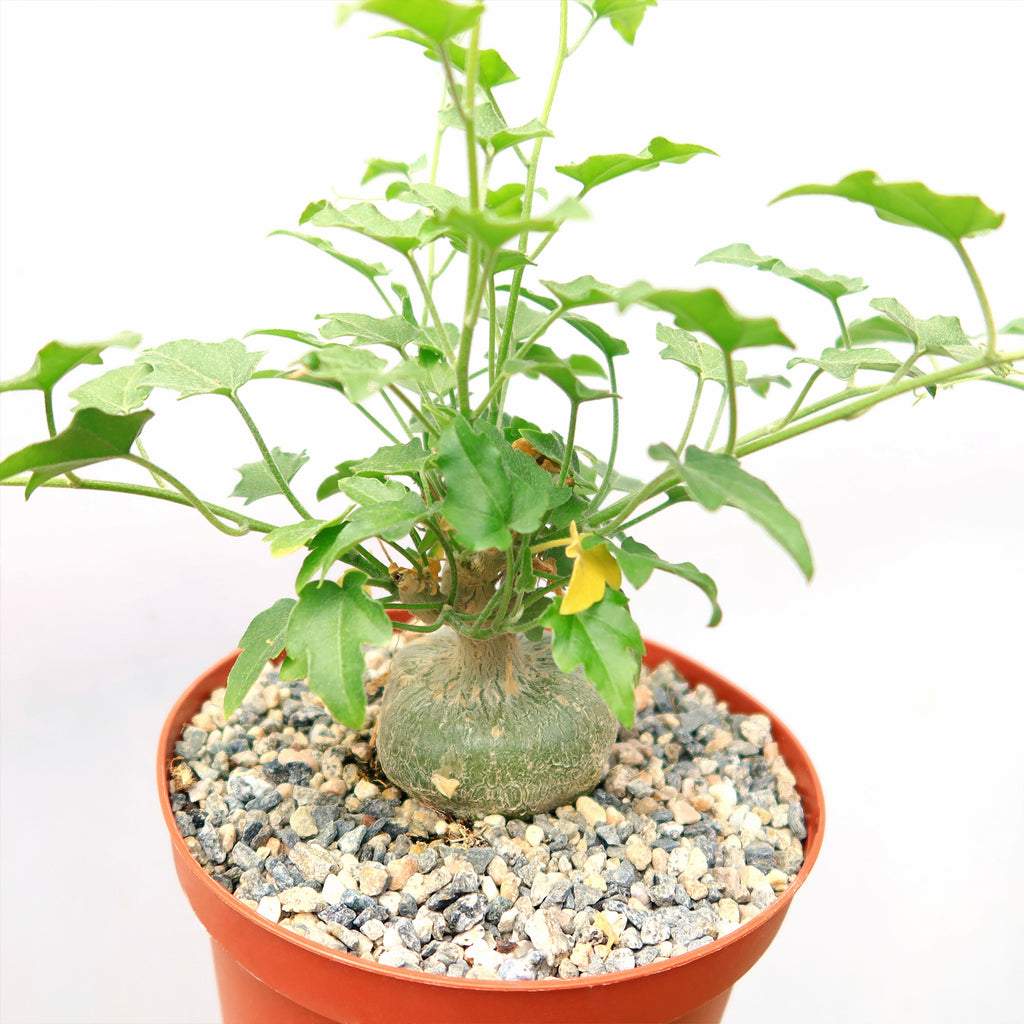 Xerosicyos pubescens