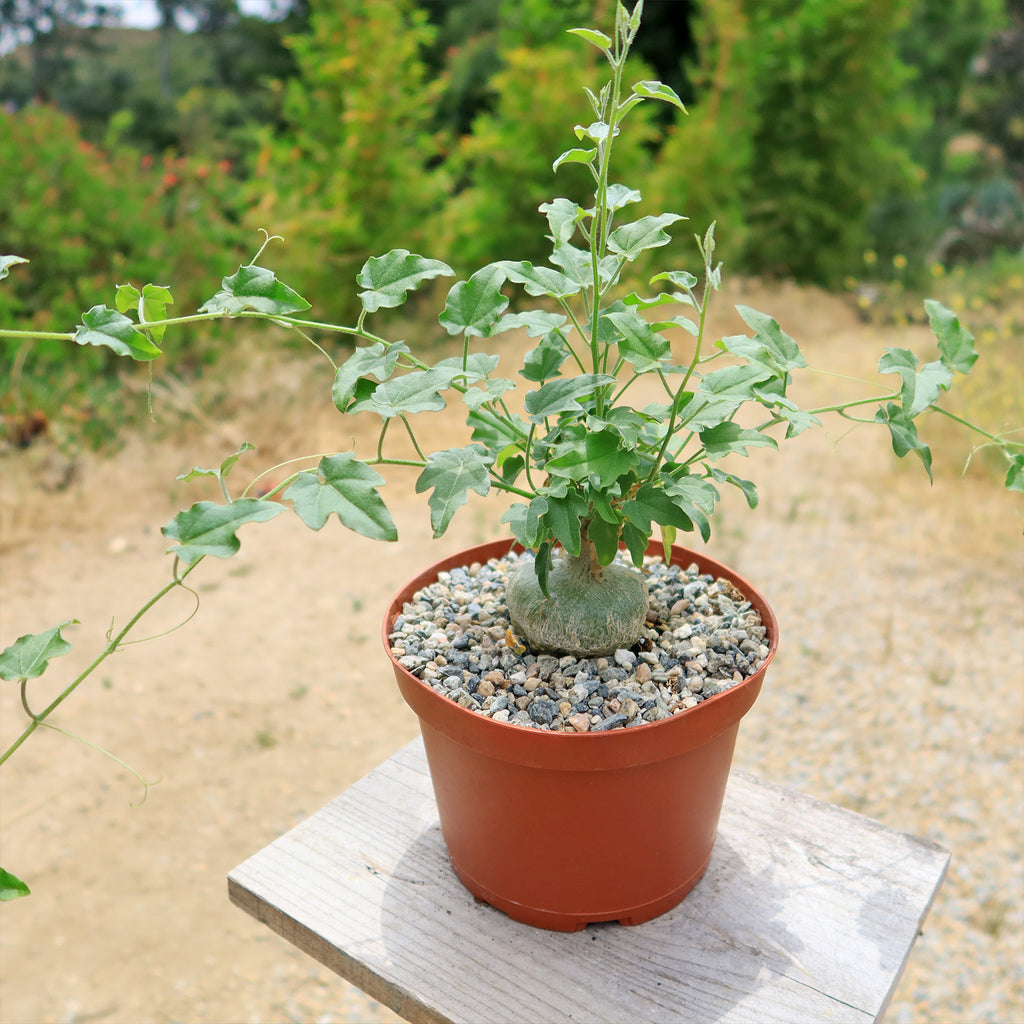 Xerosicyos pubescens